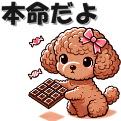 Everyday toy poodle 1