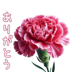 Mother's Day -carnation-