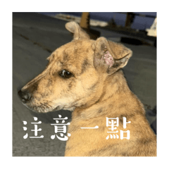 動物？ 只有貓跟狗