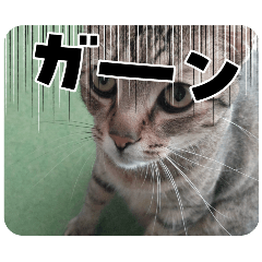 nao_20241229091909