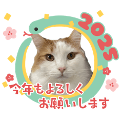 MIZO's ill._Cris_2024