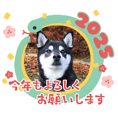 makimaruko_20241229110306