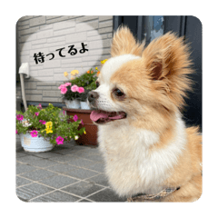fuwa_20241229121317