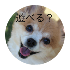 Flower_20241229124102