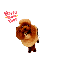 toy poodle0129