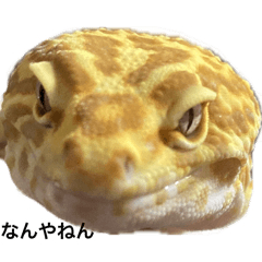 yoshi_20241229