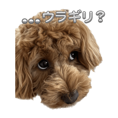 Potato_20241229134838
