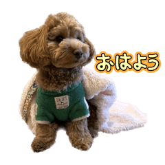Potato_20241229135330