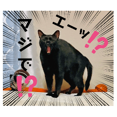 KURONEKO FACTORY_20241229153923