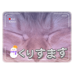 aran_20241229171313