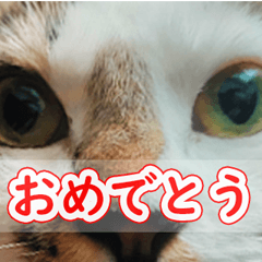 My cat is my angel2