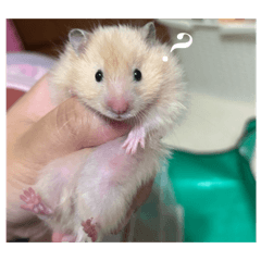 醬嘟嘟