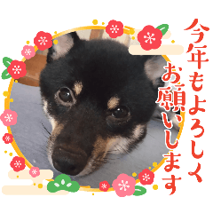 aimi_20241229174905