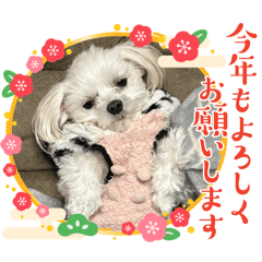 Belluna_20241229194445