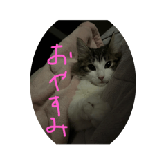 sy_20241229221757