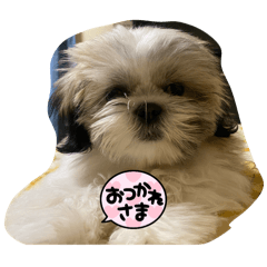 PONZU_20241230114054