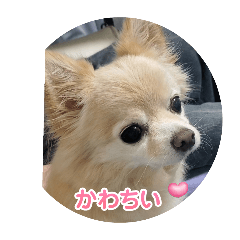 miko_20241229203418