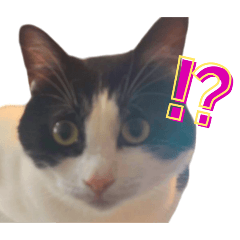 omg_20241228235535