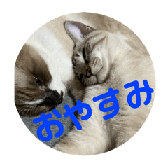 junjitakenaka_20241230001842