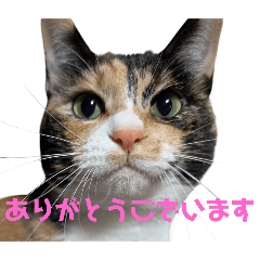 nyanko_20241230010724