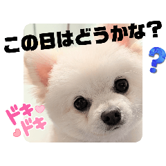 momo_20241230015414