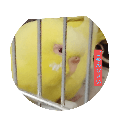 torinotamago