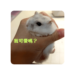 小倉鼠雪球