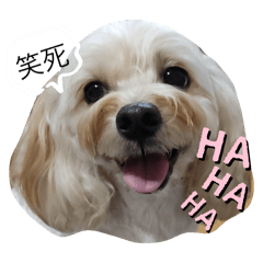 money小犬日常用語