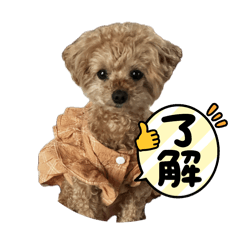 CHOCO_20241230152346