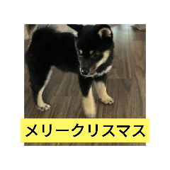 BANANA_20241230175432