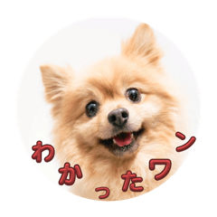 Fken_20241230212953
