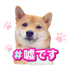 choco_20241230201926
