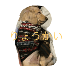 suu_20241230214646
