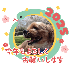 moco_20241230232718