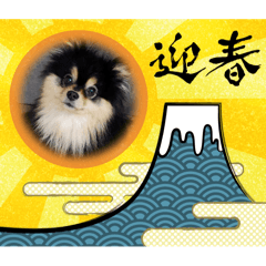 Pomeranians New Year