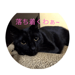 choko holiday