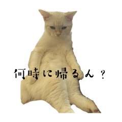 momo_20241231003152