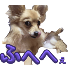 chacha_20241231083353