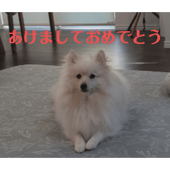 我が家のアメリカンエスキモー（ポメ）5