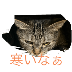 MS_20241231114727