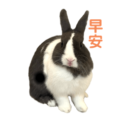 三隻小兔