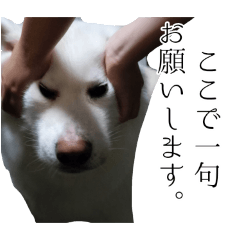四国は俺の植民地犬。怒涛の芋顔男爵
