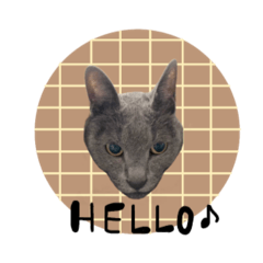 non_20241231140450