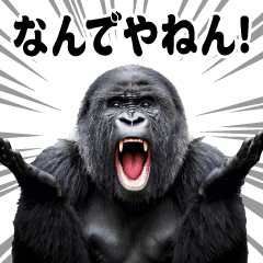 AI Mountain Gorilla @Kansai Dialect