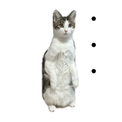 Beautiful cat Uta