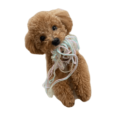 dog (mugi)