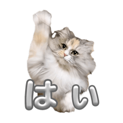 Non_20241231205439