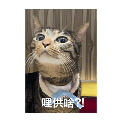 Wan meow