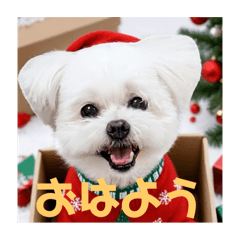 misa_20241231225118