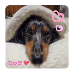 Chisa_20241231195430